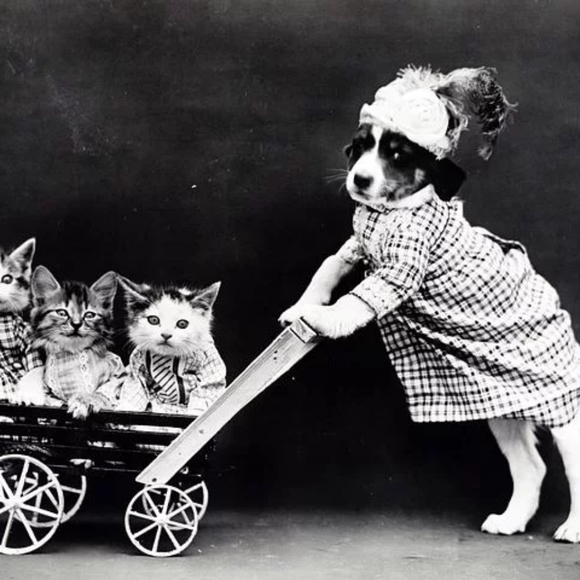 Meet your Posher, Cici... - Picture 2 of 16